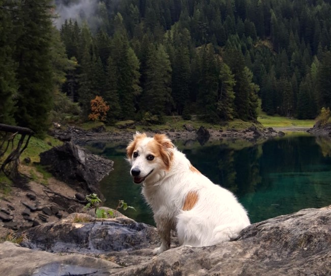 Wendepunk-Hunde Patrick Welz Hundetraining Tirol